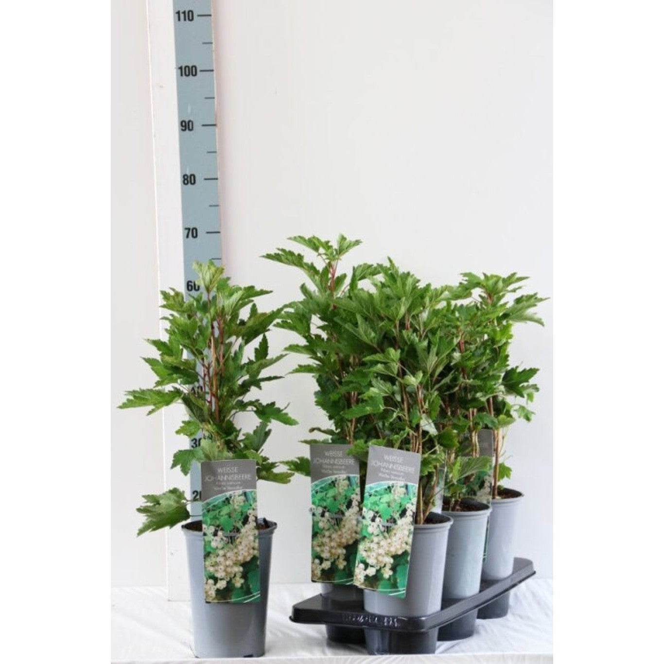 Vita vinbär – Ribes rubrum 'Weisse Versailles' - C3 40-60 CM